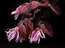 %_tempFileName06-20080506-0252%