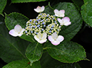 %_tempFileName01-20080622-0227%