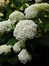 %_tempFileName06-20090628-0362%