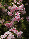 %_tempFileName05-20090506-0263%