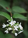 %_tempFileName08-20090718-0568%