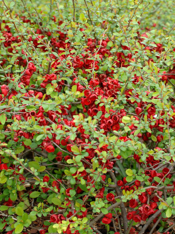 %_tempFileName03-20060416-0277%