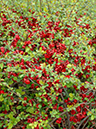 %_tempFileName03-20060416-0277%