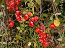 %_tempFileName04-20070225-0606%