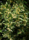 %_tempFileName06-20090506-0237%