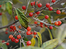 %_tempFileName10-20100111-0456%