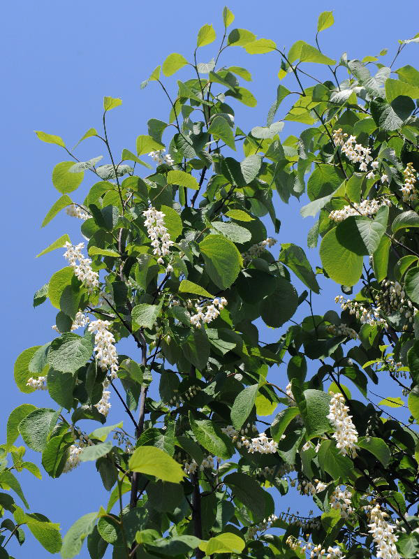 %_tempFileName02-20080506-0282%
