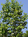%_tempFileName03-20080506-0283%