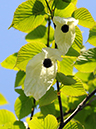 %_tempFileName05-20110505-0871%