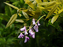 %_tempFileName01-20090711-0597%