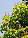 %_tempFileName03-20080506-0253%