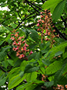 %_tempFileName04-20090503-0023%