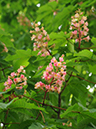 %_tempFileName06-20100509-0353%