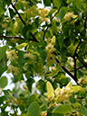 %_tempFileName06-20050619-0237%