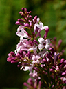 %_tempFileName05-20120909-0096%