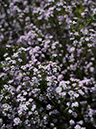 %_tempFileName02-20080506-0275%