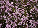 %_tempFileName04-20090503-0062%