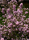 %_tempFileName05-20090506-0251%