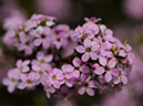 %_tempFileName06-20090506-0282%