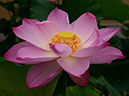 %_tempFileName06-20190720-0158%