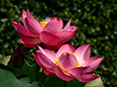 %_tempFileName06-20120716-0086%