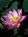 %_tempFileName07-20080726-0081%