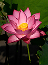 %_tempFileName07-20150725-0081%