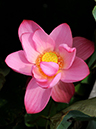 %_tempFileName03-20080816-0046%