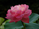 %_tempFileName02-20050724-0088%