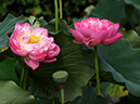 %_tempFileName05-20090725-0100%