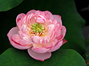 %_tempFileName06-20100711-0035%