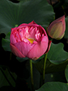 %_tempFileName07-20100731-0089%