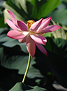 %_tempFileName03-20070715-0003%