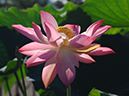%_tempFileName04-20070715-0005%