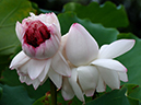 %_tempFileName01-20060818-0055%