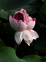 %_tempFileName03-20100731-0117%