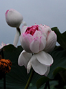 %_tempFileName04-20100815-0031%