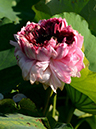 %_tempFileName10-20190715-0012%