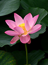 %_tempFileName05-20120714-0050%
