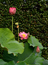 %_tempFileName02-20120729-0038%