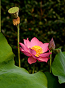 %_tempFileName03-20120729-0040%