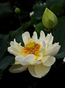 %_tempFileName05-20090628-0034%