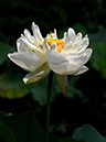%_tempFileName09-20140702-0085%