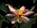 %_tempFileName07-20100725-0055%