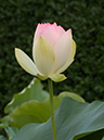 %_tempFileName01-20030705-0199%