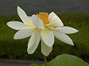 %_tempFileName02-20030705-0213%