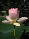 %_tempFileName08-20100725-0039%