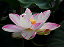 %_tempFileName05-20110723-0161%