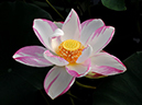 %_tempFileName06-20110723-0165%