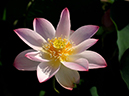 %_tempFileName03-20060729-0006%